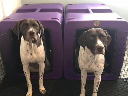 dakota283 G3 Framed Door Kennel - Large - Purple - color: Purple, size: Large