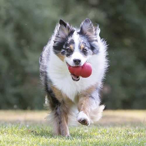 KONG Classic Stuffable Dog Toy - Fetch & Chew Toy for Dogs - Treat-Filling Capabilities & Erratic Bounce for Extended Play Time - Durable Natural Rubber Material - for Small Dogs - size: Small (Pack of 1)