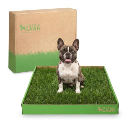 DoggieLawn Real Grass Puppy Pee Pads- 24 x 20 Inches - Perfect Indoor Litter Box for Dogs - No Mess, Easy-to-Use - Potty Training for Pets - Disposable Bathroom with Real Living Grass - size: Medium 24x20 inches