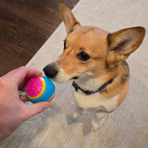 SPOT Sensory Ball for Soft Chewers - Stimulates All 5 Senses, Bell & Squeaker Sounds, Raised Nubs Clean Teeth, High Contrast Fetch Toy, Beef Scented, Durable TPR Rubber Ball, 2.5-inch - size: 2.5 inch (Pack of 1)