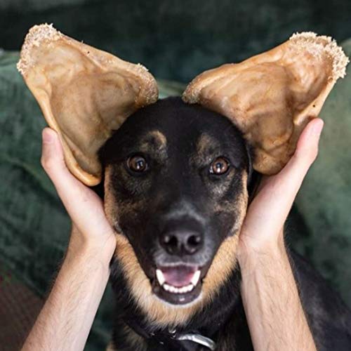 Pet Qwerks Pigs Ear BarkBone - Nylon Dog Bone for Aggressive Chewers - Bacon Flavor - 6" (Pack of 3) - size: 1 Count (Pack of 3)