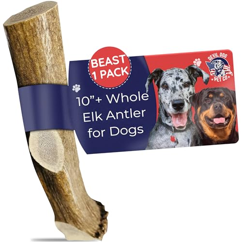 Devil Dog Pet Co. Elk Antlers for Dogs, Natural Dog Chew for Aggressive Chewers - Long Lasting and Odor Free - USA Sourced - Cleaner Teeth, Anxiety & Boredom Relief - Whole Beast 10"+ - Antler Bone - style: WHOLE - Beast - 1 Pack