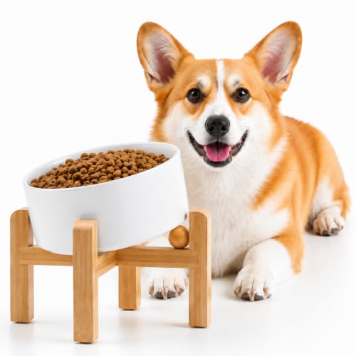 Petygooing White Raised/Elevated 15°Slanted Ceramic Dog Bowl for Small Breeds,Tilted Anti Slip Pet Feeding Bowl,Food Water Dish with Stand for Cats and Small Dogs Puppy 13.5 OZ (5.1In / 1.7 Cups) - color: White, size: 1.7 CUPS - Puppy/Small Dogs & Cat Bow