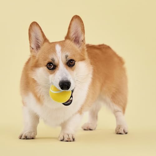 Playology Dog Toys | Squeaky Chew Ball for Dogs | Chicken Scented Medium Dog Ball | Bouncy Floating Chew Toys for Fetch - size: Medium, style: Chicken