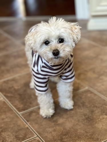 Turtleneck Dog Shirt Cute Doggie Embroidery Super Soft Dog Sweatshirt Stretchy Striped Puppy Pullover for Cats Small Medium Large Dogs (Black Striped, Small) - color: Black Striped, size: Small