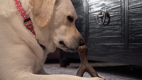 Hero - Bonetics Wishbone - Dog Bones - Puppy Bones - Designed for Medium Dogs Up to 45 lbs (Bacon Flavor)