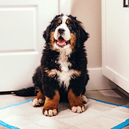 Four Paws Wee-Wee Superior Performance Unscented Puppy Pee Pads for Dogs & Puppies, Quilted Leak-Proof Dog Housebreaking Potty Training Floor Protection, Pet Supplies, 22" x 23", 7 Count - size: 7 Count