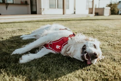 Boss Dog Tactical Harness, Red, Small - color: Red, size: Small