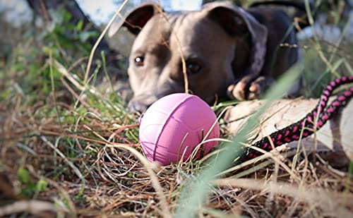 Dingo Dog Ball with Short Handle, Water Toy, Natural Rubber, Pink BIBI