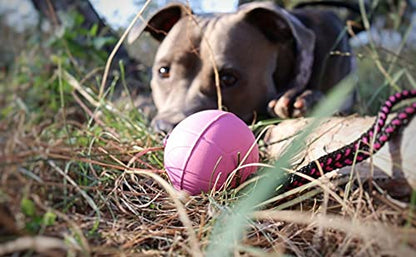 Dingo Dog Ball with Short Handle, Water Toy, Natural Rubber, Pink BIBI