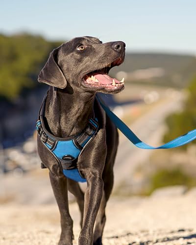 Joytale No Pull Dog Harness Medium Sized Dog, Reflective Pet Vest with Front Clip, Adjustable Soft Padded Harnesses with Easy Control Handle for Training and Walking, Sky Blue, M - color: SkyBlue, size: Medium