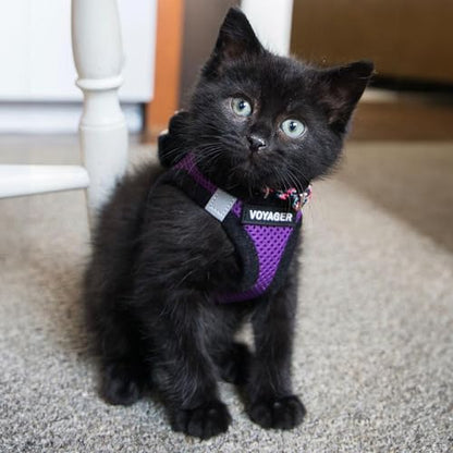 Best Pet Supplies - All Weather Mesh/Plush, Reflective, No Pull Harness for Small, Medium Dogs, Cats - Secure with Hook & Loop Fastener, Buckle, Double D-Rings - Purple/Black Trim, S - color: Harness (Purple/Black Trim), size: S (Chest: 14.5 - 16")