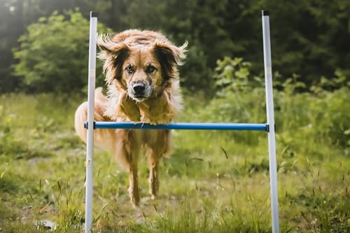 Better Sporting Dogs 3 Piece Essential Dog Agility Equipment Set | Agility Jump | Tire Jump | 10’ Tunnel with Sandbags