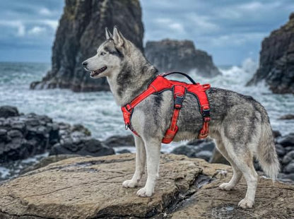 Tuff Pupper Escape Proof No Escape Dog Harness | 5 Point Adjustable Fit Harness for Dogs | Padded Dog Harnesses | Handle Dog Lift Harnesses - color: March Red, size: Medium: 22-27 Inch Chest