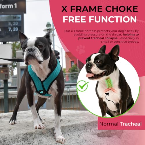 Gooby Comfort X Head-in Harness – Medium Dog Harness (9–15 lbs), Turquoise, No Pull, Choke-Free Design - color: Turquoise, size: Medium Chest (14.25-18.75")