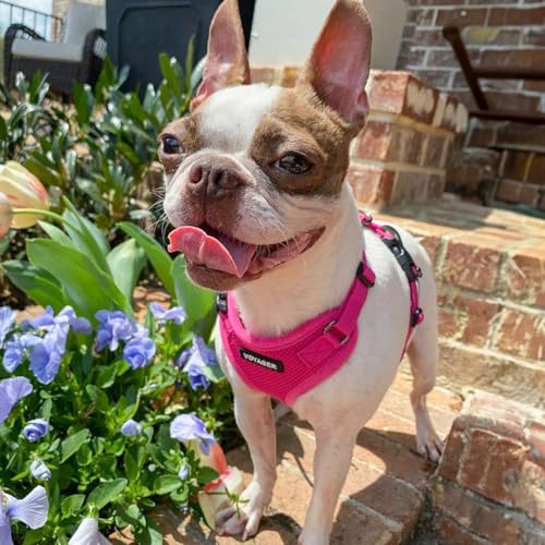 Best Pet Supplies Voyager Step-in Lock Pet Harness w Reflective Pet Leash Combo Set with Neoprene Handle 5ft - Supports Small, Medium and Large Breed Puppies/Cats - Fuchsia, XS - color: Harness Leash Set (Fuchsia), size: XS (Chest: 13 - 16")