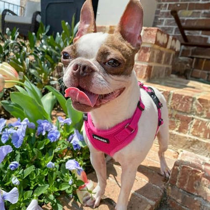 Best Pet Supplies Voyager Step-in Lock Pet Harness w Reflective Pet Leash Combo Set with Neoprene Handle 5ft - Supports Small, Medium and Large Breed Puppies/Cats - Fuchsia, XS - color: Harness Leash Set (Fuchsia), size: XS (Chest: 13 - 16")
