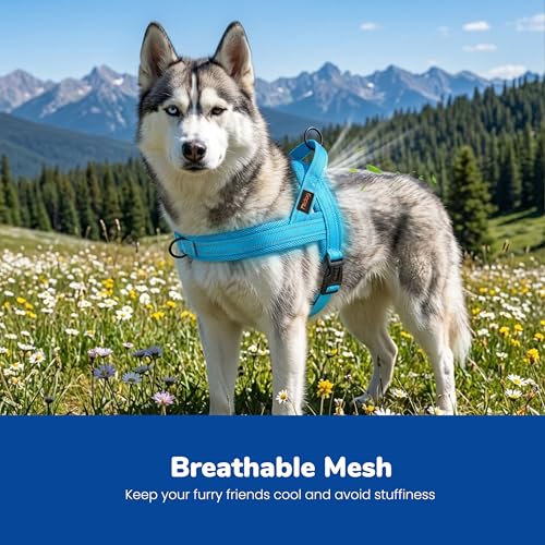 Didog No Pull Dog Harness with Breathable Mesh Padded,Reflective & Quick Fit Light Weight Dog Strap Vest Harness,Easy for Walking Training (M:Chest 21-26", Mesh-Blue) - color: Blue, size: M: Chest 21-26", Fit 28-50 lbs