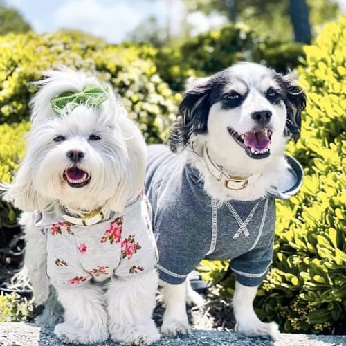 Blueberry Pet Essentials Soft & Comfy Better Basic Cotton Blend Dog Hoodie Sweatshirt in Charcoal Grey, Back Length 16", Pack of 1 Jacket for Dogs - color: Dog Hoodie - Charcoal Grey, size: 16 inch (Pack of 1)