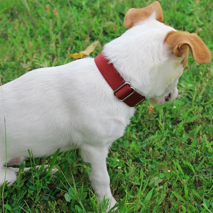 Mikivery Martingale Collar for Dogs Nylon Dog Collar with Quick Release Buckle Adjustable Training No Slip Dog Collars(Medium, Brick) - color: Brick, size: Medium