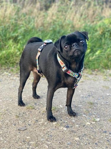 Max & Molly H Comfort Fit Dog Harness – Soft Neoprene Padding, Easy Step-In Design, Durable Metal Parts, Dual D-Rings for Enhanced Control – Perfect for Secure, Comfortable Walks - size: Medium