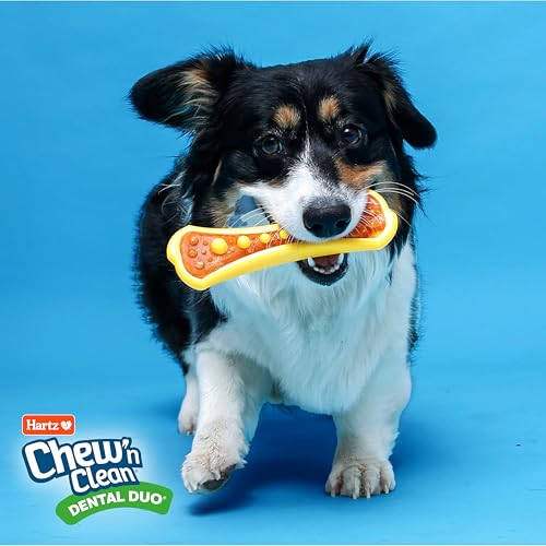 Hartz Chew 'n Clean Dental Duo Bacon Flavored Dental Dog Chew Toy and Treat - Extra Small - size: X-Small (Pack of 1), style: 1 Count