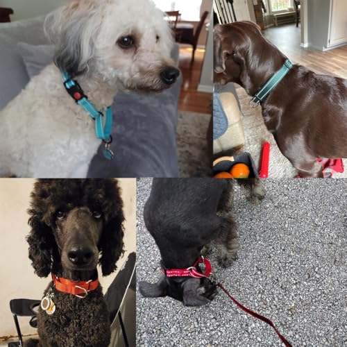Martingale Collar with Buckle, Reflective Dog Choke Collar Escape Proof No Pull Cinch Dog Training Collars Adjustable for Small Medium Large Breed Pet Dogs,Hot Pink S - color: Hot Pink, size: S(Neck11-13.5")