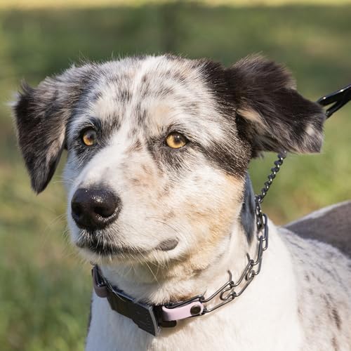 Herm Sprenger Black Stainless Steel Dog Collar with Quick Release ClicLock Buckle and Biothane Insert Training Collar Made in Germany (Pastel Purple, 16in x 2.25mm(Neck Size up to 13-14in)) - color: Pastel Purple, size: 16in x 2.25mm(neck size up to 13-14