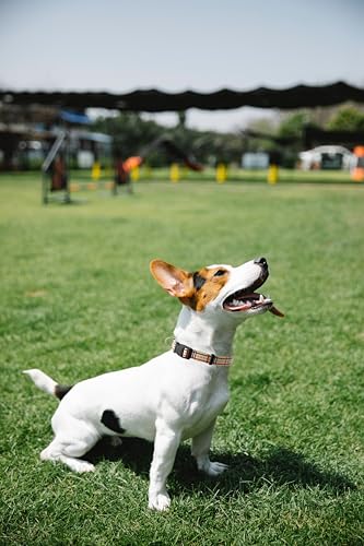 Dog Collar, Cute Stripe Pattern, Soft and Adjustable Collar with Quick Release Buckle (S (Neck 11-18", Width 5/8"), Stripe Cream) - color: Stripe Cream, size: S (Neck 11-18", Width 5/8")