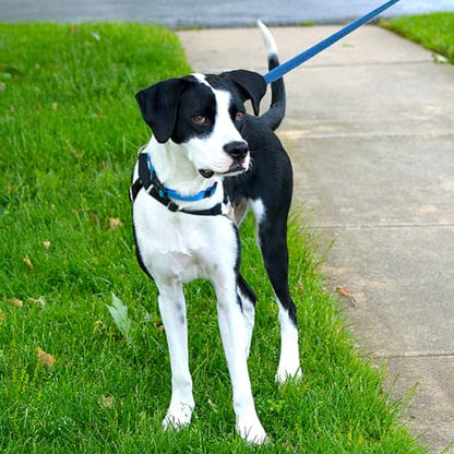 Blue Dog Collar Basic Adjustable Dog Collars for Puppy Small Medium Large Dogs Girls with Breathable Quick Release Nylon Pet Collar - color: Blue, size: X-Small,Neck 8-10.5"(Pack of 1)