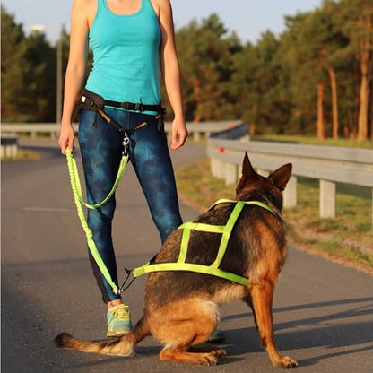 Dingo Hands Free Leash and Belt for Walking and Running with Dog, Bungee Training Leash, o-Ring Z30004