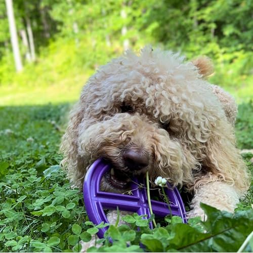 Flexible Flying Disc - Durable Floating Dog Toy for Fetch, Tug, Treat Filling, Made in USA, FDA Compliant TPE, Medium/Large Dogs, Blue - color: Blue