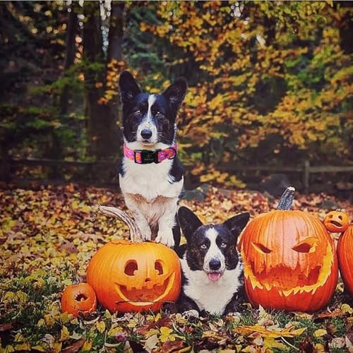 Halloween Dog Collar, Cute Pumpkin Bat Pattern Halloween Purple Puppy Collar, Soft Adjustable Cotton Dog Collars for Small Medium Large Boy&Girl Dogs XS - color: Purple Pumpkin Bat, size: XS