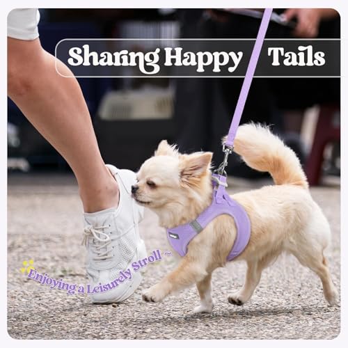 rabbitgoo Dog Harness Small Sized and Leash Set, Step in Soft Light Puppy Vest, Breathable Mesh Pet Harness, Reflective for Safe Easy Walking, Light Purple XXXS - color: Light Purple, size: Xxxs (chest: 10.8 - 11.8")