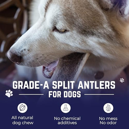 Devil Dog Pet Co. Split Elk Antlers for Dogs, Natural Dog Chew with Exposed Marrow - Long Lasting and Odor Free - USA Sourced - Cleaner Teeth, Anxiety & Boredom Relief - Jumbo 8"+ - Antler Bone - style: split - Jumbo - 1 Pack