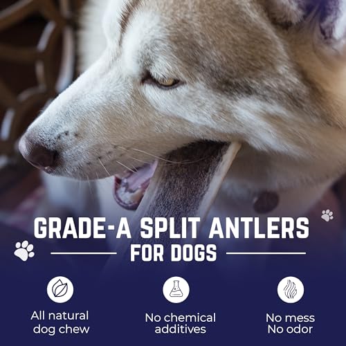 Devil Dog Pet Co. Split Elk Antlers for Dogs, Natural Dog Chew with Exposed Marrow - Long Lasting and Odor Free - USA Sourced - Cleaner Teeth, Anxiety & Boredom Relief - Large 6"+ - Antler Bone - style: split - Large - 1 Pack