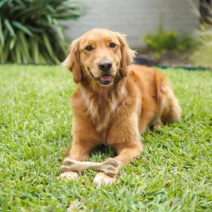 Nylabone Healthy Edibles WILD Natural Longer-Lasting Chew Treats, Venison Flavor, Large Dogs Up to 50 lbs - Made in USA (1 Count) - size: 1 Count (4.9 oz) (Pack of 1)