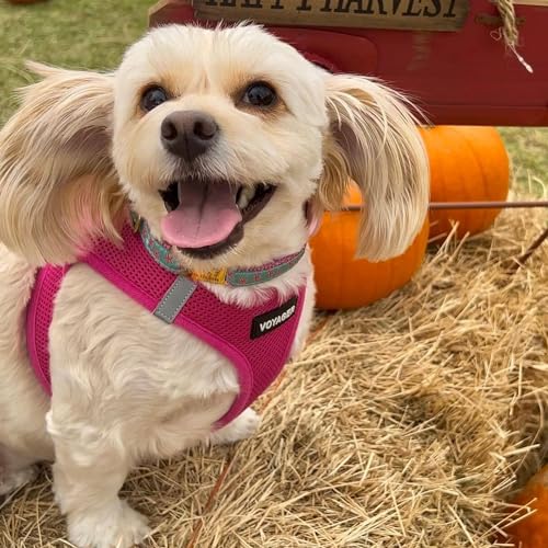 Best Pet Supplies Voyager Step-in Air Harness - All Weather Mesh, Reflective, No Pull Harness for Dogs, Cats - Secure with Hook & Loop Fastener, Buckle, Double D-Rings - Fuchsia, XL - color: Harness (Fuchsia), size: XL (Chest: 20.5 - 23")