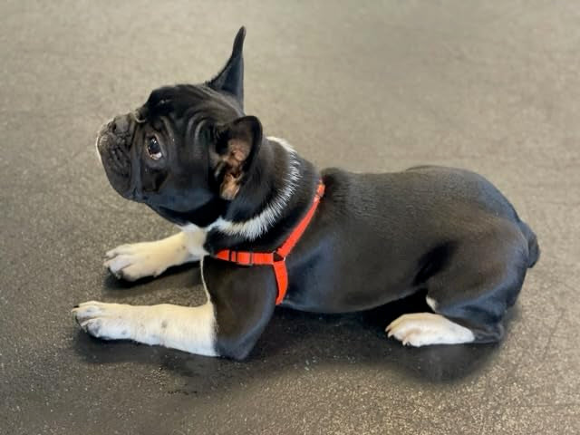 Softouch Sense-ible No-Pull Dog Harness (Black, Extra Small) - color: Black, size: Extra Small Standard