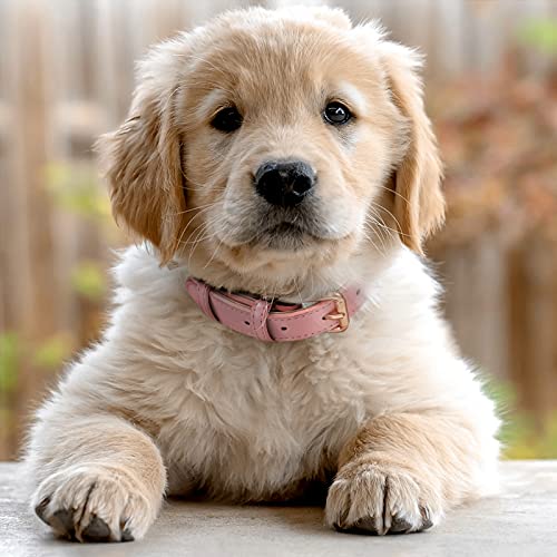 WHIPPY Leather Dog Collar for Small Medium Large Dog Adjustable Soft Breathable Leather Padded Puppy Collar with Alloy Buckle Heavy Duty Waterproof Classic Dog Pet Collar,Pink,M - color: pink, size: M:14" - 17"(0.98"width)