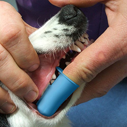 Pet Republique Dog Finger Toothbrush Set of 3 - Dental Hygiene Brushes for Small to Large Dogs, Cats, and Most Pets - Small Size Finger Opening - size: 3 Count (Pack of 1)