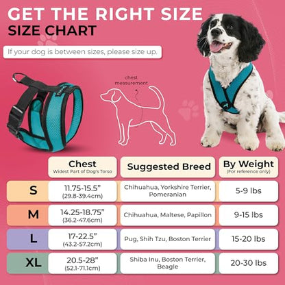 Gooby Comfort X Head-in Harness – Medium Dog Harness (9–15 lbs), Turquoise, No Pull, Choke-Free Design - color: Turquoise, size: Medium Chest (14.25-18.75")