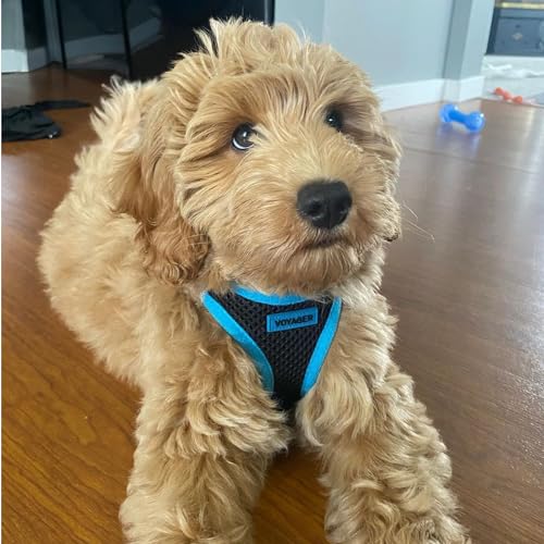 Best Pet Supplies - All Weather Mesh, Reflective, No Pull Harness for Small, Medium Dogs, Cats - Secure with Hook & Loop Fastener, Buckle, Double D-Rings - Blue Trim, XS - color: Harness (Blue Trim), size: XS (Chest: 13 - 14.5")