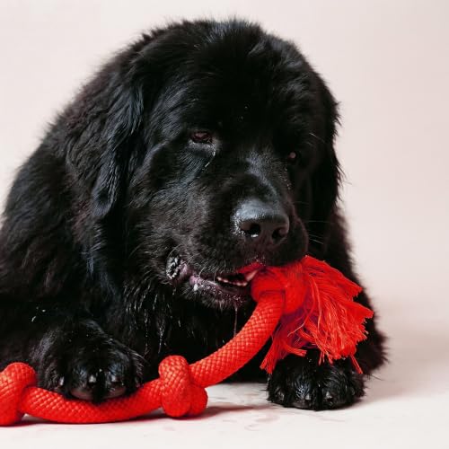 Playology Dog Toys | Dri-Tech Rope Tug of War Dog Toy for Tough Chewers | Beef Scented Mega Size Tug Rope Toys for Extra Large Dogs - size: Mega, style: Beef