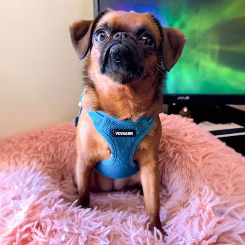 Best Pet Supplies Voyager Adjustable Step-in Flex Breathable Mesh Dog Harness for Small Medium Large Dogs (Turquoise), XS - color: Harness (Turquoise), size: XS