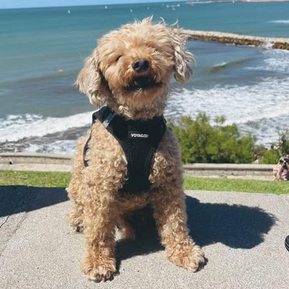 Best Pet Supplies - All Weather Mesh / Plush, Reflective, No Pull Harness for Small, Medium Dogs, Cats - Secure with Hook & Loop Fastener, Buckle, Double D-Rings - Black/Black Trim, L - color: Harness (Black/Black Trim), size: L (Chest: 18 - 20.5")