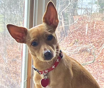 Switzerland Dog Collar | Switzerland Flag | Swiss Flag | Martingale Slip-On | Made in NJ, USA | for Extra Large Dogs | 1 inch Wide - size: Xlrg/martingale (see details below)