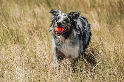 Chuckit! Ultra Ball Dog Toy, Medium (2.5 Inch Diameter) Pack of 1, for breeds 20-60 lbs - size: Medium (1 Pack), style: Ultra