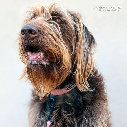 Wilderdog Waterproof Dog Collar - Repels Water & Dirt - Medium 13"-18" - Guava - color: Guava, size: Medium