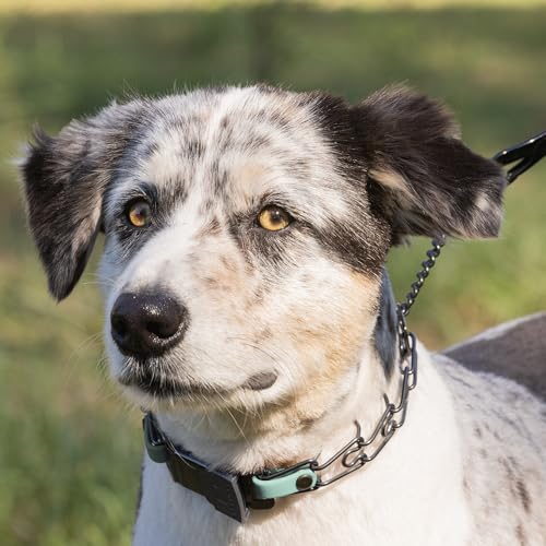 Herm Sprenger Black Stainless Steel Dog Collar with Quick Release ClicLock Buckle and Biothane Insert Training Collar Made in Germany (Sage Green, 16in x 2.25mm(Neck Size up to 13-14in)) - color: Sage Green, size: 16in x 2.25mm(neck size up to 13-14in)